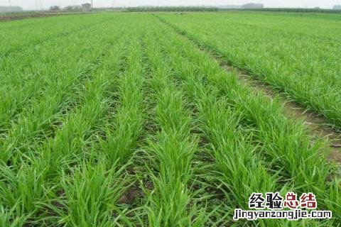 适合春季种植的农作物有哪些 春季适合种植什么农作物