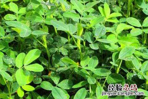 适合春季种植的农作物有哪些 春季适合种植什么农作物