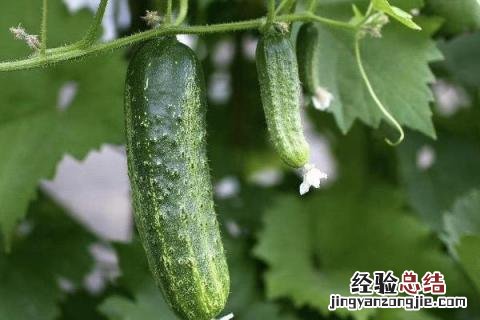 适合春季种植的农作物有哪些 春季适合种植什么农作物