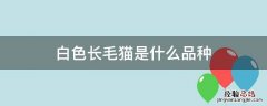 长白毛的猫是什么品种 白色长毛猫是什么品种