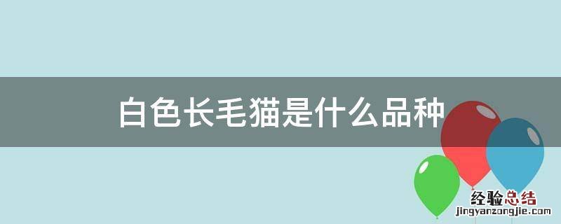 长白毛的猫是什么品种 白色长毛猫是什么品种