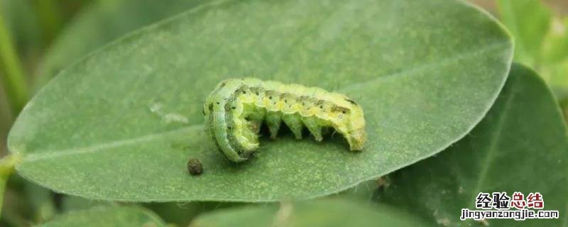 虱螨脲优缺点 虱螨脲防治对象，附作用和使用方法