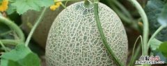 哈密瓜种植技术与管理法，哈密瓜怎么挑选