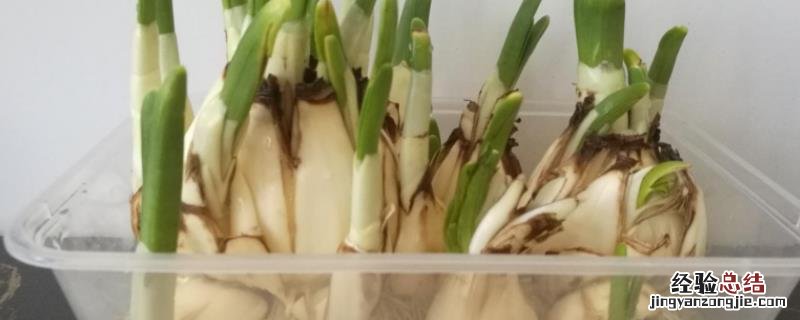 种蒜苗温度高低观察记录表，附蒜苗的种植方法及时间