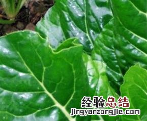 牛皮菜的营养价值与功效 牛皮菜的营养价值与功效与作用