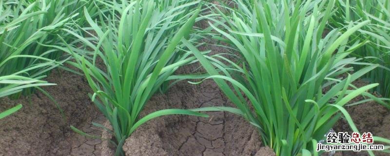 种韭菜的行距和株距多少合适，附韭菜的种植时间及方法
