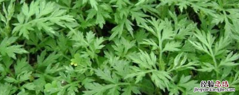 艾草一亩地一年能收多少斤，种植前景如何
