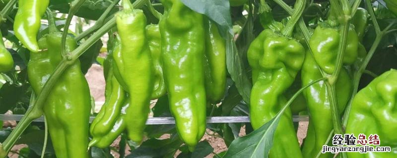 辣椒怎样育苗和管理，附管理技术和病虫害防治