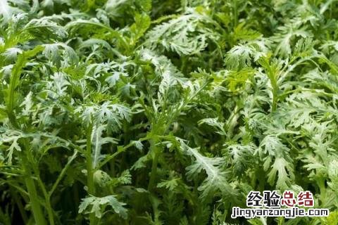 2-3月份种什么蔬菜合适 二三月份种什么蔬菜好
