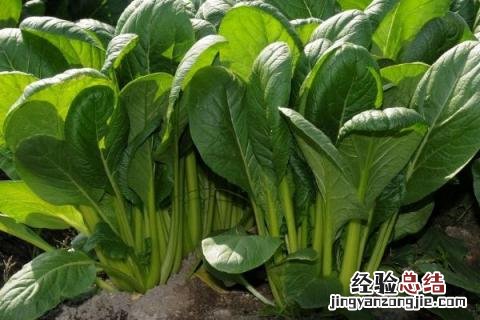 2-3月份种什么蔬菜合适 二三月份种什么蔬菜好