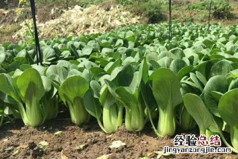 2-3月份种什么蔬菜合适 二三月份种什么蔬菜好
