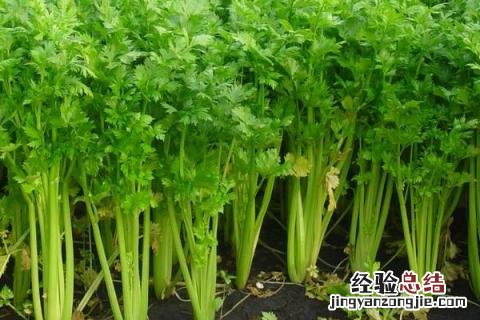 2-3月份种什么蔬菜合适 二三月份种什么蔬菜好