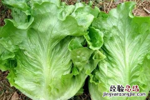 2-3月份种什么蔬菜合适 二三月份种什么蔬菜好