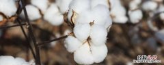 美国棉花种植时间，美国棉花种植区分布特点及原因