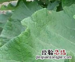 牛蒡叶的功效与作用的功能与主治 牛蒡叶的功效与作用