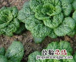 乌菜的功效与作用 乌菜的功效与作用