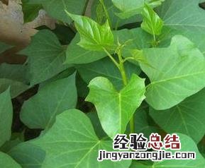 红薯苗的功效与作用图片 红薯苗的功效与作用