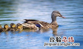 水鸭放什么煲汤 水鸭煲汤用什么材料呢