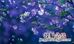芳心是什么意思 芳心意思介绍