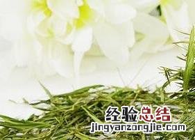 竹叶青泡水喝的功效和药用价值及禁忌 竹叶青泡水喝的功效和药用价值