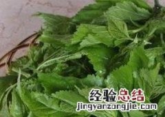桑叶茶如何做 桑叶茶如何做成茶饼