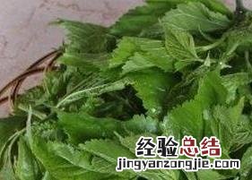 桑叶茶如何做 桑叶茶如何做成茶饼