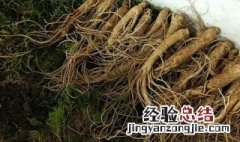 小人参的功效与作用百度百科 小人参的功效与作用及食用方法
