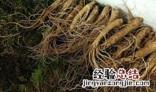 小人参的功效与作用百度百科 小人参的功效与作用及食用方法