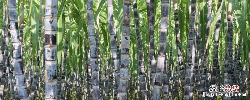 甘蔗用种子播种可以吗，甘蔗种植多久发芽