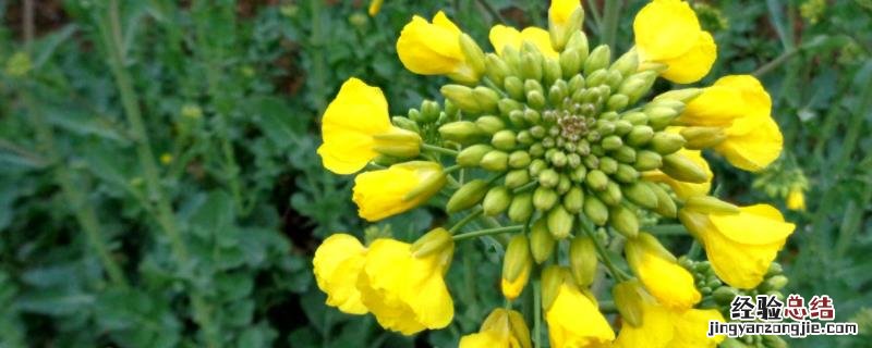 油菜烂杆打什么药 油菜烂根打什么药，开花期打什么药