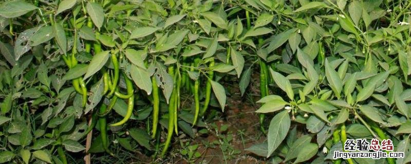 冬季大棚辣椒种植技术与管理,附浇水注意事项