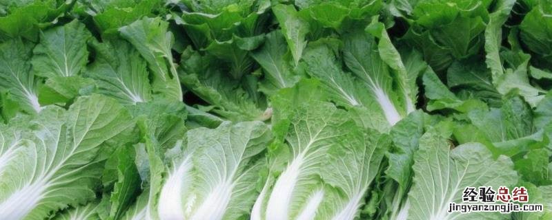 冷棚白菜播种时间 白菜品种，早春冷棚大白菜种植技术