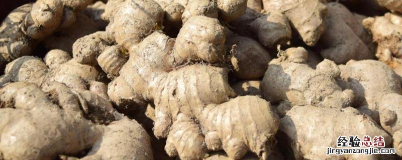 现在姜种催芽都用什么杀菌药,姜种催芽需要多少温度