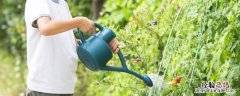用肥皂水浇花能把虫杀死吗 肥皂水可以杀虫浇花吗