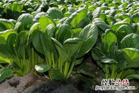 特别耐阴的农作物有哪些 什么作物耐阴