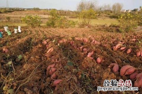 特别耐阴的农作物有哪些 什么作物耐阴
