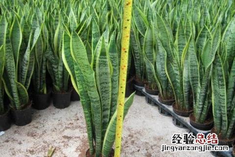 特别耐阴的农作物有哪些 什么作物耐阴