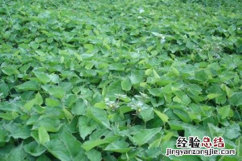 特别耐阴的农作物有哪些 什么作物耐阴