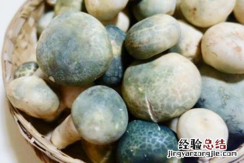 云南野生菌菇种类 野生菌菇种类