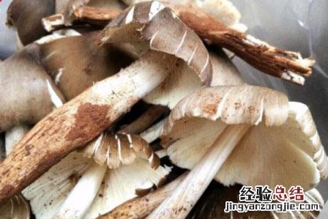 云南野生菌菇种类 野生菌菇种类
