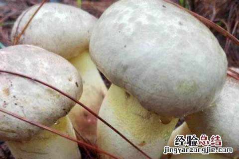 云南野生菌菇种类 野生菌菇种类