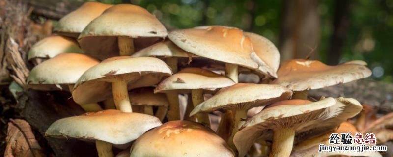 云南野生菌菇种类 野生菌菇种类