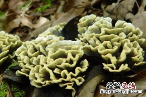 云南野生菌菇种类 野生菌菇种类