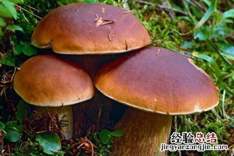 云南野生菌菇种类 野生菌菇种类