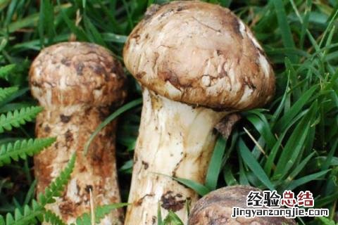 云南野生菌菇种类 野生菌菇种类