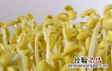 黄豆芽怎么发豆芽的图片 黄豆芽怎么发