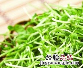 豆苗如何做好吃 豆苗怎么做好吃