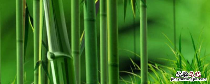 竹子的吉祥语节节高升 竹子的吉祥语