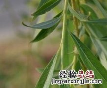 柳叶的功效与主治 柳叶的功效与用法