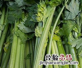 旱芹的功效与作用图片 旱芹的功效与作用